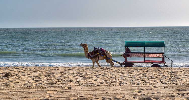 Kutch Heritage & Mandvi Beach Tour