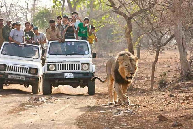 Sasan Gir Asiatic Lion Wildlife Safari Tour